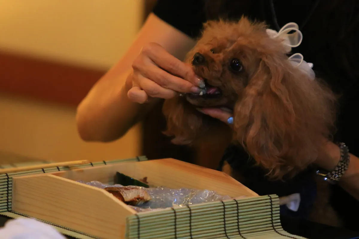 和の温もりあふれる特別な和空間で主役や愛犬のお祝いを | 【大人数のお祝いランチ】平日10%OFF｜選べるお席・最大10名様｜ミニ/フルから選べる創作和食コース・愛犬同伴OK