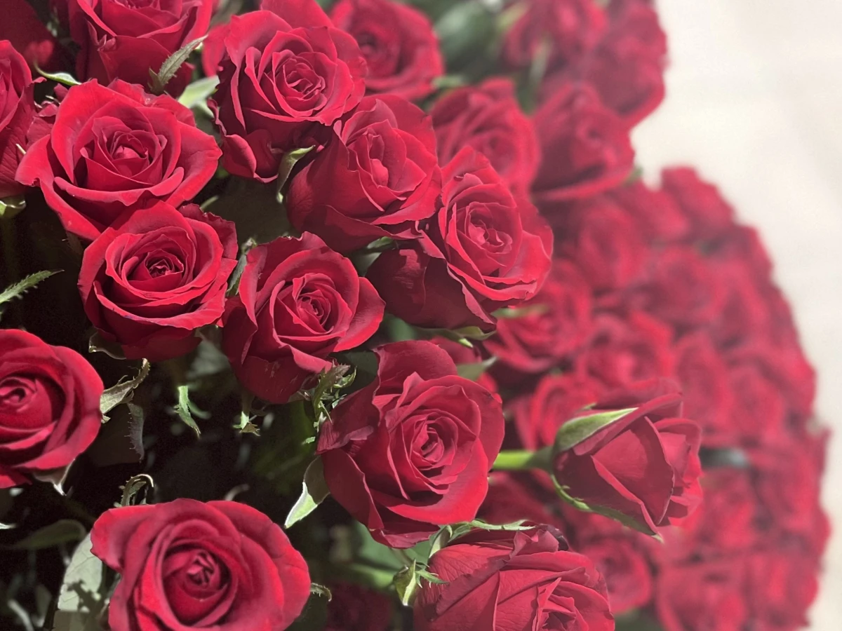 薔薇の花束　50本