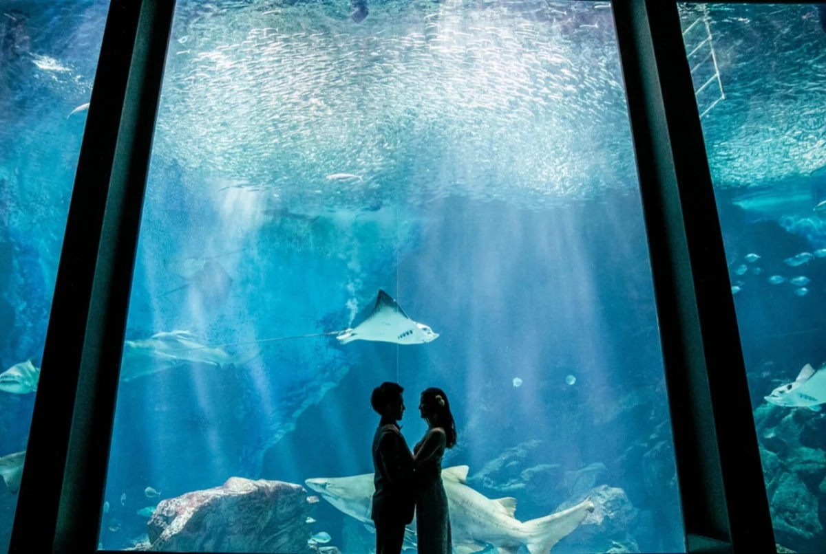 【Anny限定/水族館でプロポーズプラン】マリンワールドで感動的なプロポーズを★オマール海老や黒毛和牛フィレなど～Signature Course～全10品★乾杯グラスシャンパン付き★プランナーによる徹底サポートも★リゾート感満載の空間で過ごすロマンティックなプロポーズの夜の写真 2