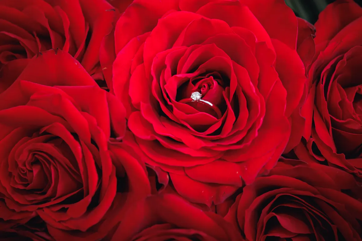 バラの花束（108本）