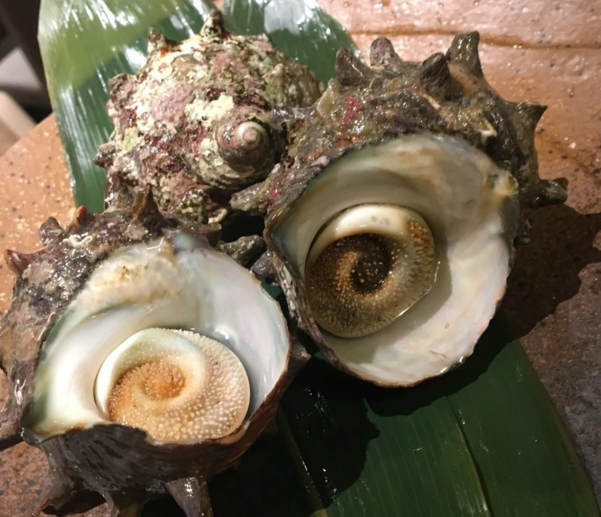 【波コース】名物貝刺し＆揚げ物や蒸し物で旬の貝料理を堪能するコース全9品 4